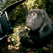 An image from biodiversity promotion charity Wildscreen of a gorilla looking into the lens of photographer Bruce Davidson’s camera