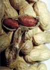 Peanuts. Photo courtesy USDA.