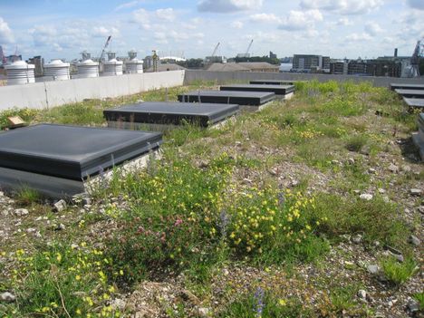 living roofs photo