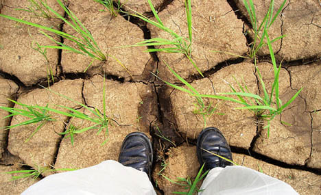 drought rice plants photo