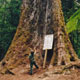 Tasmania's old growth logging is criminal