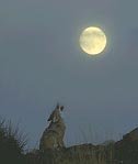 Wolf Howling at Moon