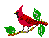 A Cardinal, the State bird 