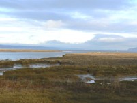 Nisqually Estuary