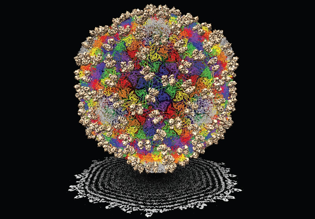The National Center for Macromolecular Imaging has used its new cryomicroscopy, or cryo-EM, protocol to reconstruct a model of the epsilon 15 virus, which infects salmonella. This model also shows the virus’ DNA inside the capsid, the shell of proteins that protect the DNA.