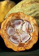 Cocoa beans in a cacao pod