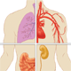 Diagram of torso showing internal organs.