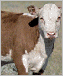 Photo of a cow.