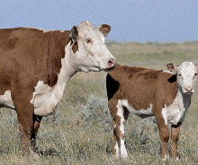 Photo of cattle in a field.