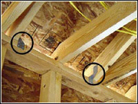 Hurricane clips, shown circled above, help anchor roofs to the main structure to prevent detachment due to sever wind. These clips can be found at many hardware stores, and are an inexpensive way to mitigate homes against sever losses from hurricanes. The home above kept its lid on during the severe winds brought by Hurricane Katrina, even though construction of the house had not been completed. Photo by William Dryden/FEMA