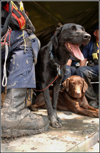 FEMA Urban Search and Rescue Task Force members take a break in the shade with their rescue dogs after searching in neighborhoods impacted by Hurricane Katrina. Jocelyn Augustino/FEMA 