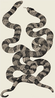 A Case of Mimicry: Poisonous and Non-Poisonous Snakes. In George J. Romanes, Darwinism Illustrated; Wood-Engravings Explanatory of the Theory of Evolution. Chicago: The Open Court Publishing Company, 1892, p. 85. Rare Book Collection, National Library of Medicine.