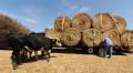 Cattle displaced by Hurricane Ike get fresh hay