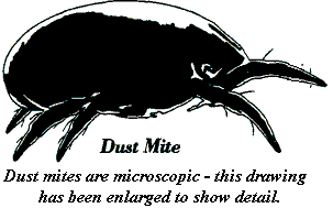 Dust Mite