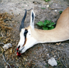 Gazelle killed by the bacterium Bacillus anthracis, which causes anthrax