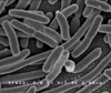 Scanning electron micrograph of Escherichia coli, grown in culture and adhered to a cover slip
