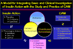 Diabetes Unit, Laboratory of Clinical Investigation, NCCAM, NIH—Thumbnail of Powerpoint Slide