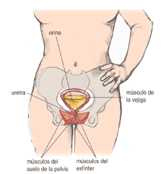 Imagen del área pélvico mostrando la relación de los órganos adentro.