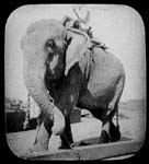 Rangoon - elephant about to lift large beam