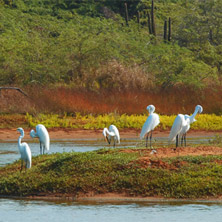 Photo of a marshland with storks.