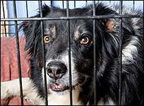 Photo of dog in crate.