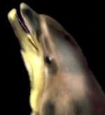 Picture of a dolphin