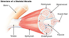 Diagram of the inside of a muscle.