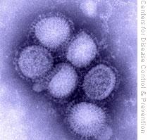 A CDC Image of H1N1 influenza virus