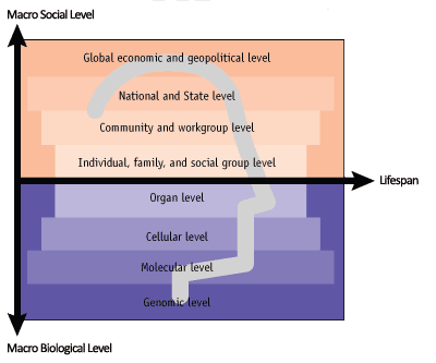 Health as a continum between biological and social factors across the lifespan. (Adapted from Glass & McAtee, 2006)