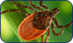 Lyme disease