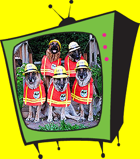 These are CERT dogs