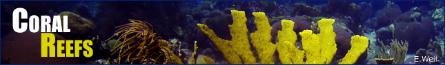 Coral Reefs banner