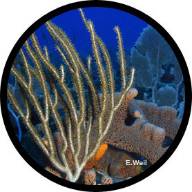 deep coral reef