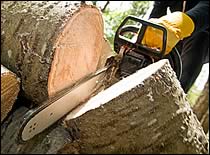 Photo of chain saw and tree trunk.