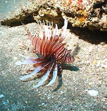 lionfish