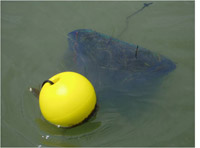 A seed buoy in the water.