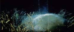 A methane hydrate mound is seen on the seafloor of the Gulf of Mexico.