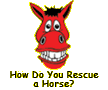 How Do You Rescue A Horse?