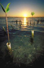 photo of Mangroves