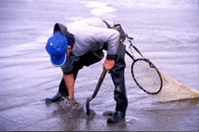 Razor Clamming