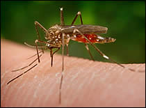 Photo of mosquito close up.