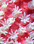 detail of Paragorgia arborea pacifica coral