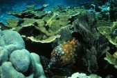 Whitespot filefish