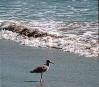 Seabirds are birds that spend much of their lives, outside the breeding season at least, at sea. Some species, such as the albatrosses and petrels are truly pelagic, breeding on sea cliffs and small islands, and wintering on the open ocean. They are totally dependent on the sea for food. Many of these deep water species can barely walk on land.