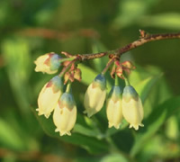 Blueberry flowers