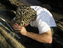 Rafe Sagrin (UCLA) measure barnacle “recruits,” i.e., baby barnacles, with a scope