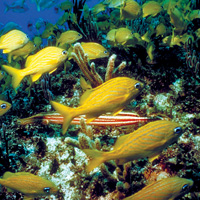 Several fish swimming in coral reef