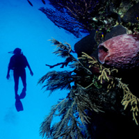 Scube diver exploring underwater