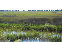 Sapelo Island