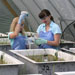 NOAA staff sample water in an indoor simulated marsh ecosystem